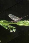 image of mayfly