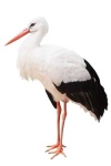 image of stork