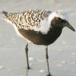 image of bird