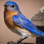 image of bird