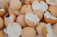 image of egg_shell