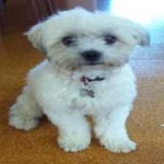 image of animal