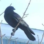 image of bird