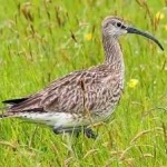 image of whimbrel #3