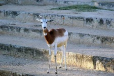 image of gazelle #4