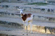 image of gazelle