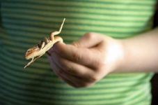 image of green_lizard