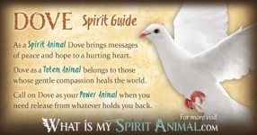image of dove