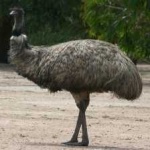 image of emu #2