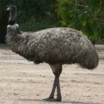 image of bird