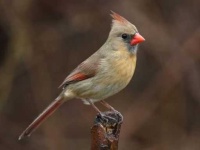 image of cardinal