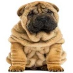 image of shar_pei #13