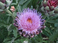 image of artichoke_flower #61