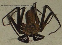image of barn_spider