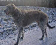 image of scottish_deerhound #34