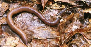 image of thunder_snake
