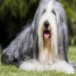 image of bearded_collie #21