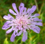 image of flower