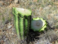 image of cactus