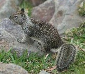 image of animal