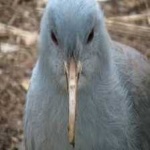 image of bird