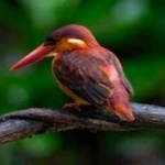 image of rufous_kingfisher #1