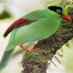image of bird