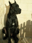 image of great_dane