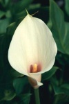 image of giant_white_arum_lily #14