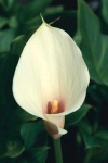 image of flower