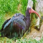 image of bird