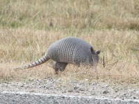 image of armadillo