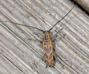 image of long_horned_beetle