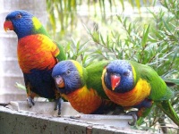 image of lorikeet