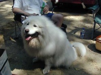 image of samoyed