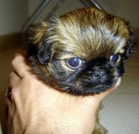 image of pekinese