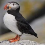 image of bird
