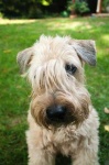 image of wheaten_terrier #23