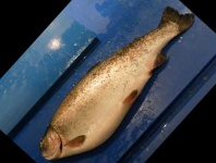image of trout #8
