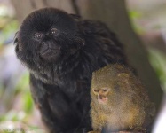 image of marmoset