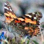 image of animal