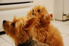 image of miniature_poodle