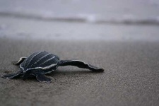 image of leatherback_turtle