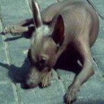 image of animal