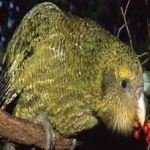 image of bird