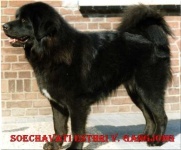 image of tibetan_mastiff