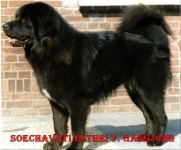 image of tibetan_mastiff #24