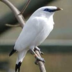 image of bali_starling #21