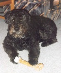 image of bouvier_des_flandres