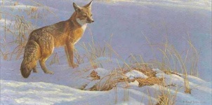 image of kit_fox